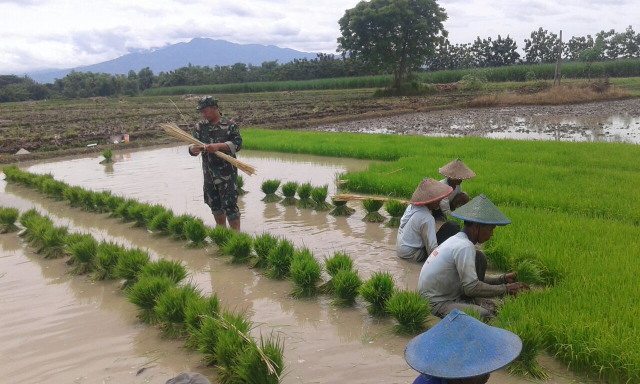 Dampingi Proses Pembibitan Padi, Babinsa Harap Produksi Meningkat.